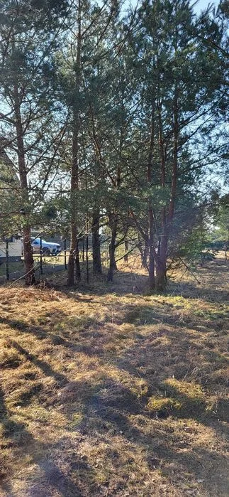 drewno opałowe na zimę - okolice Pisza