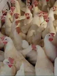 Kury NIOSKI Rossa ! Od 16 do 24 tygodnia ! Leghorn z wolnego wybiegu !