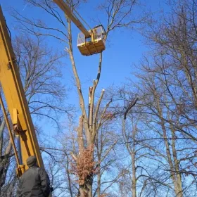 Tanie/Usługi ogrodnicze/wycinka/ciecia/pielęgnacja drzew