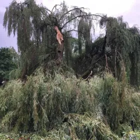 Wycinanie drzew trudnych, mielenie gałęzi, usuwanie korzeni,wiatrołomy