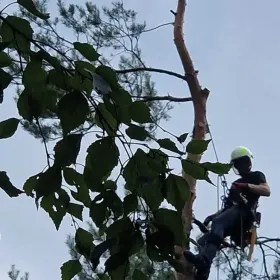 Wycinka i pielęgnacja drzew, alpinistycznie, drwal, arborysta