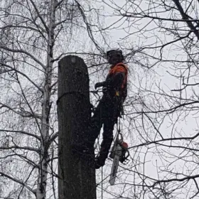 Wycinka i pielęgnacja drzew, alpinistycznie, drwal, arborysta